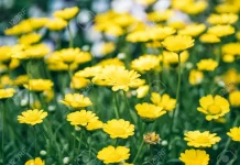 Magdalena Taintourier – Una mujer francesa comprometida con La Rioja