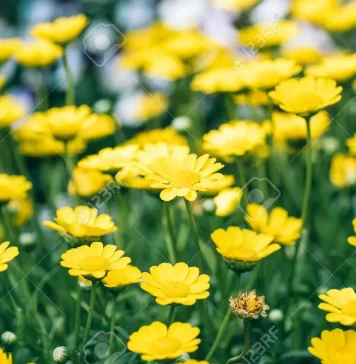Magdalena Taintourier – Una mujer francesa comprometida con La Rioja