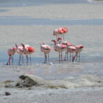 Flamencos-puna-en-Laguna-Grande.Catamarca-480×319